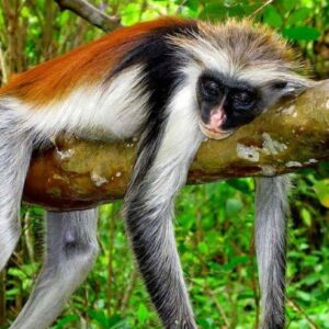 Jozani Forest Tour , The Home of Red Colobus Monkey