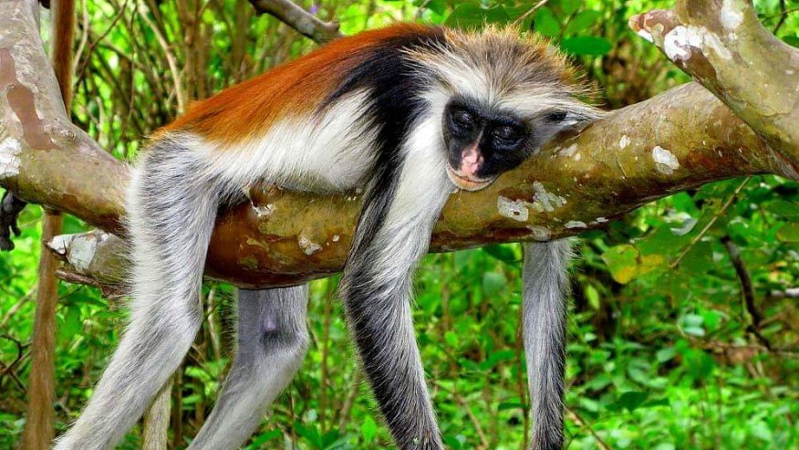 Jozani Forest Tour , The Home of Red Colobus Monkey