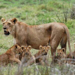 2 Days 1Night Safari From Zanzibar to Selous Game Reserve