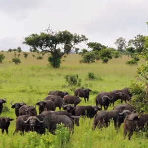 1Day Safari from Zanzibar to Mikumi National Park