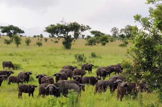 1Day Safari from Zanzibar to Mikumi National Park
