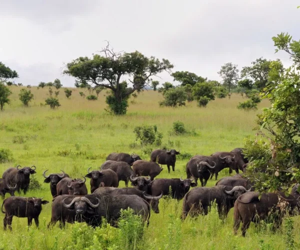 1Day Safari from Zanzibar to Mikumi National Park