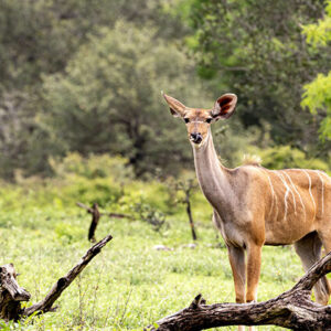 2-Day Safari from Z’Bar to Serengeti & Ngorongoro crater