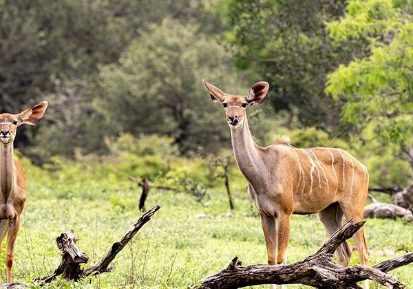2-Day Safari from Z’Bar to Serengeti & Ngorongoro crater