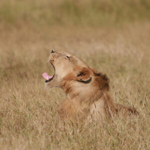 1Day Safari from Zanzibar to Mikumi National Park