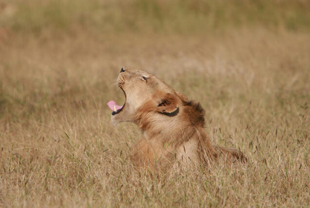 1Day Safari from Zanzibar to Mikumi National Park