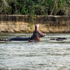 2 Days 1Night Safari From Zanzibar to Selous Game Reserve