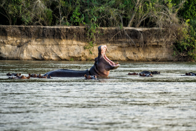 2 Days 1Night Safari From Zanzibar to Selous Game Reserve