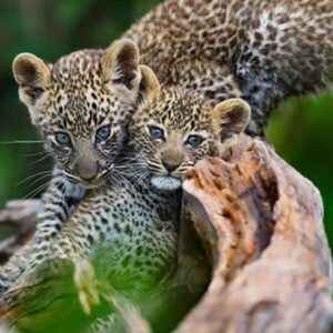 2-Day Safari from Z’Bar to Serengeti & Ngorongoro crater