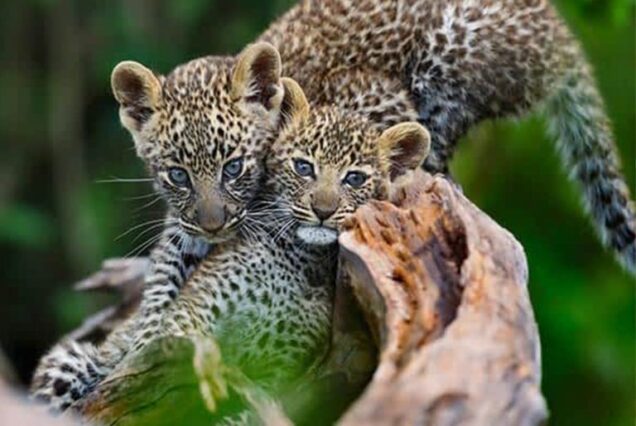 2-Day Safari from Z’Bar to Serengeti & Ngorongoro crater